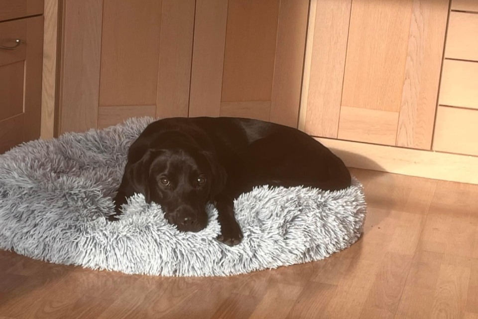 Black dog lying on a cosy rug indoors