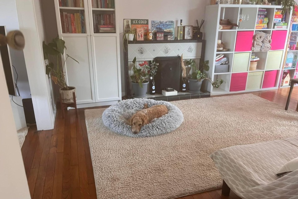 Dog resting in a fluffy bed at home