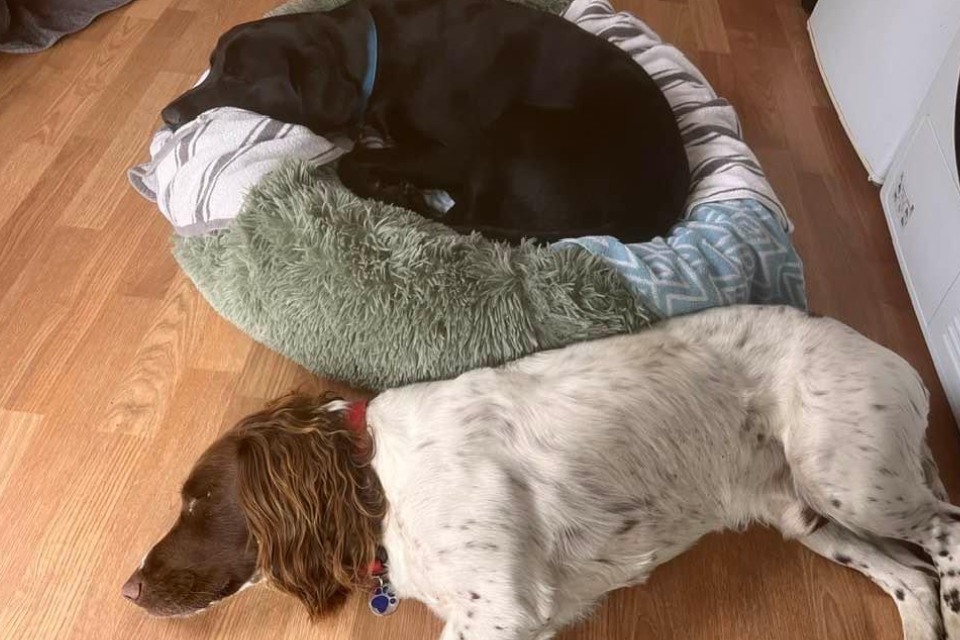 Two dogs sleeping on soft, comfortable beds.