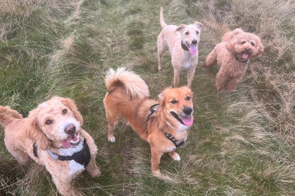 Four happy dogs smiling while exploring outdoors