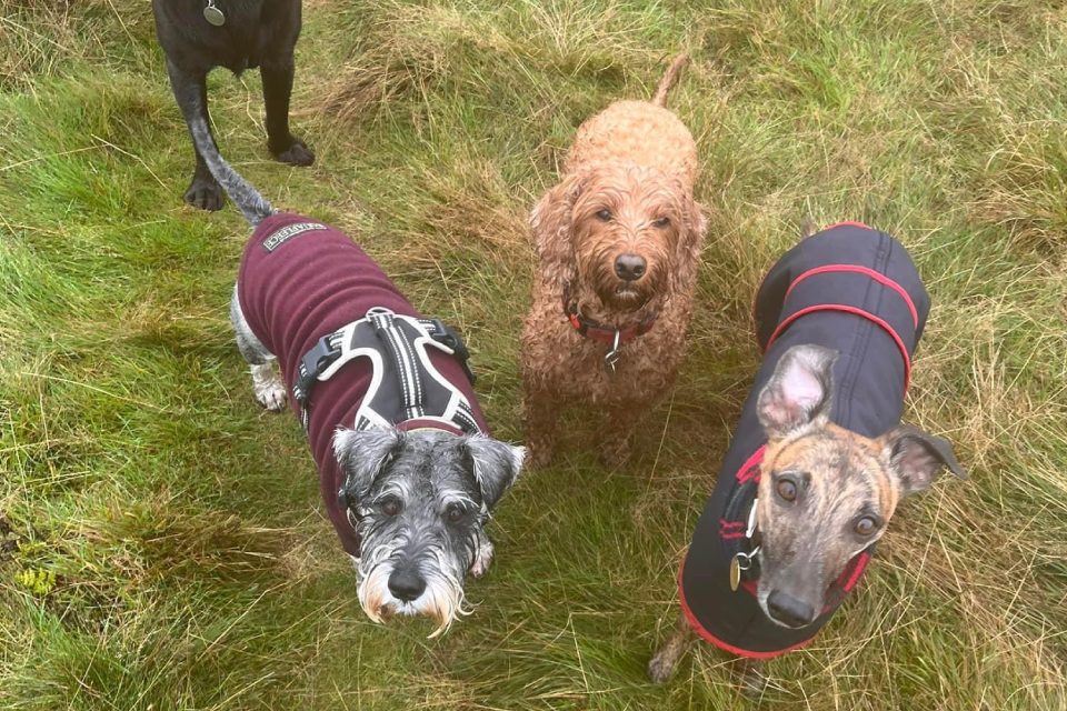 Three dogs posing outdoors in protective jackets