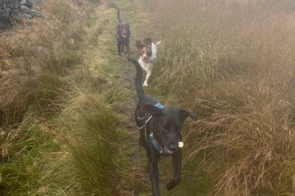 Three dogs happily running through grassy trail