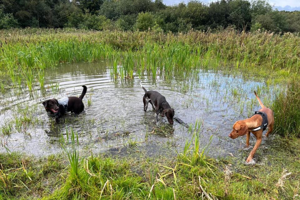 Three dogs exploring and playing in water