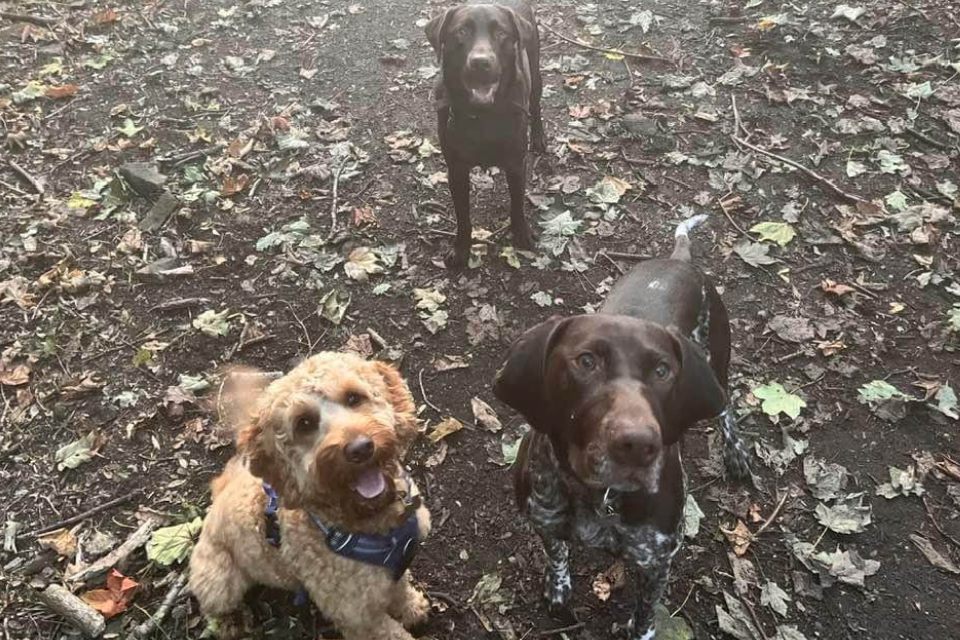 Three dogs sitting on leafy forest floor