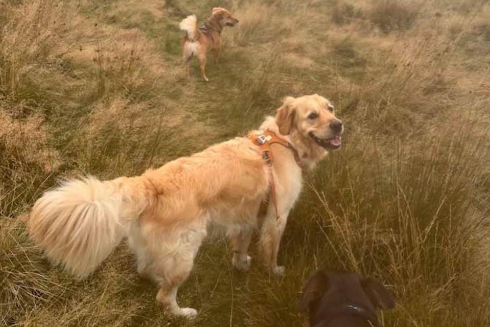 Dogs wandering through tall grass, enjoying walk