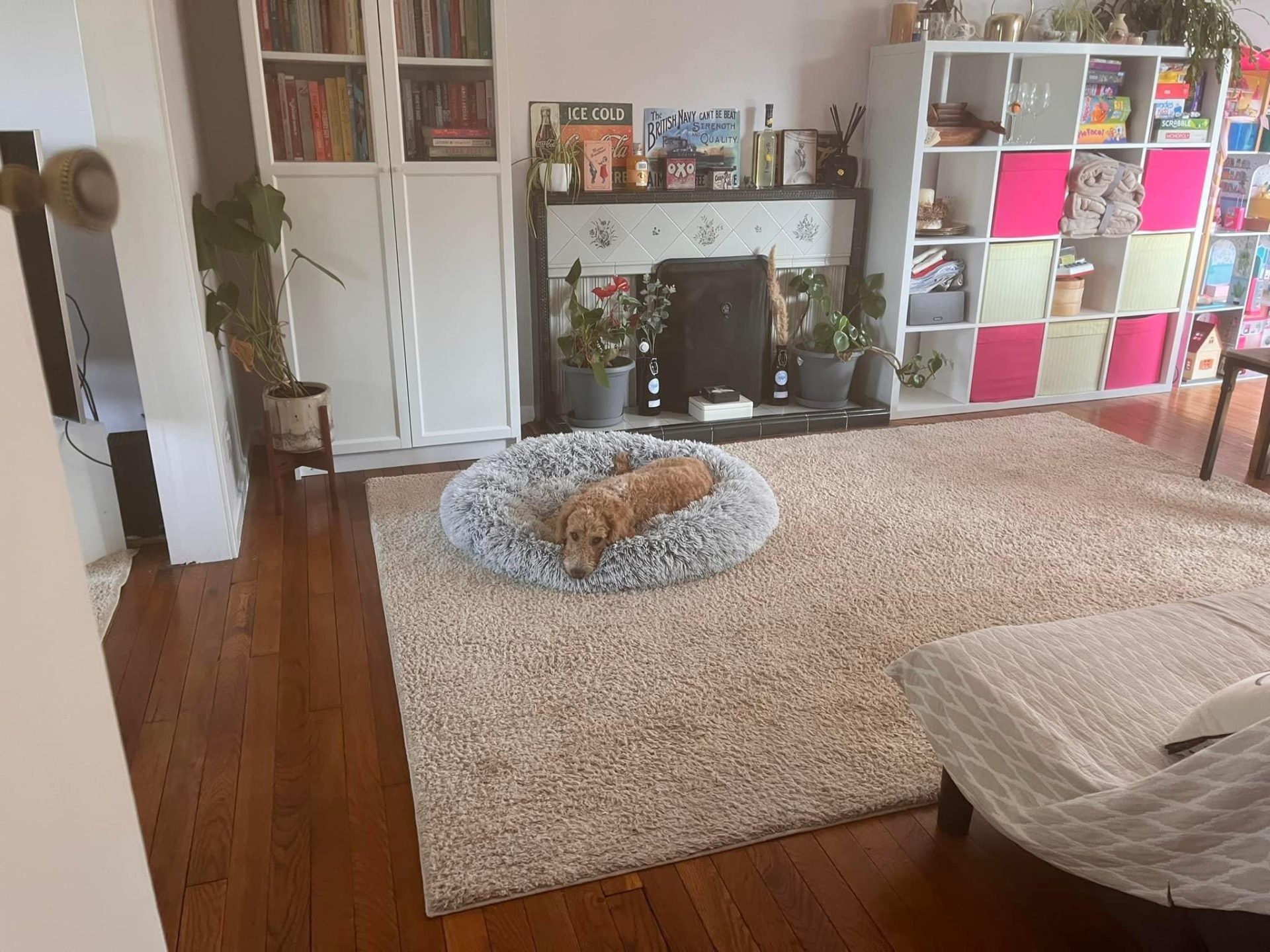 Dog resting comfortably in fluffy bed indoors.